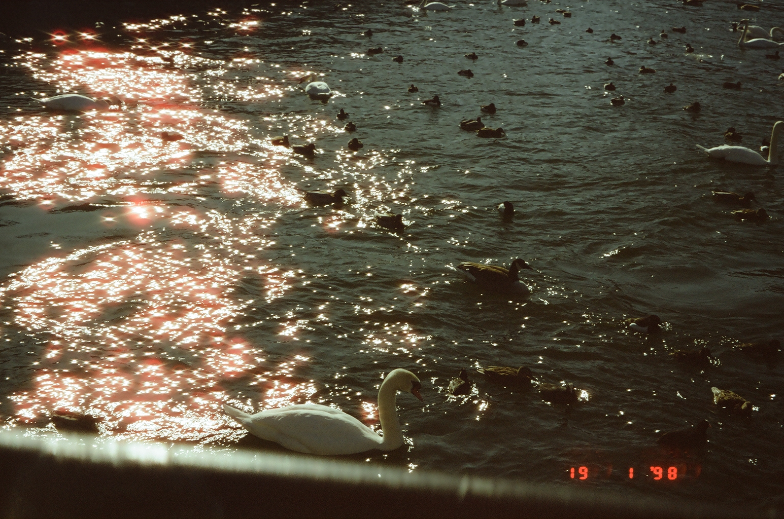 SPARKLING LAKE WITH GEESE