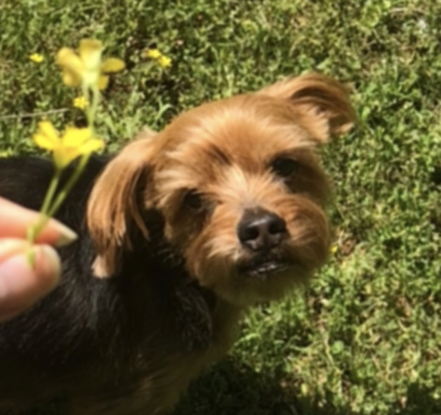 yorkshire terrier